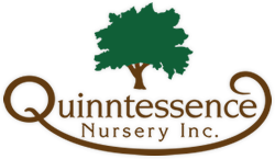 Quinntessence Nursery