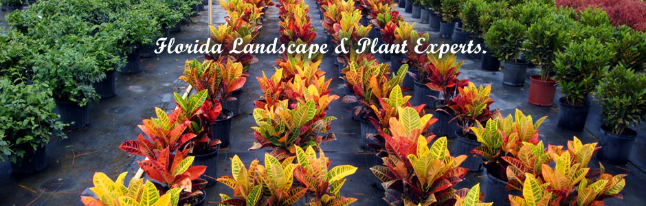 Florida Landscape and Plant Experts